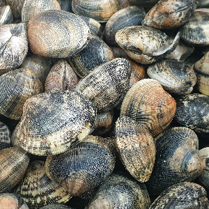 several clams