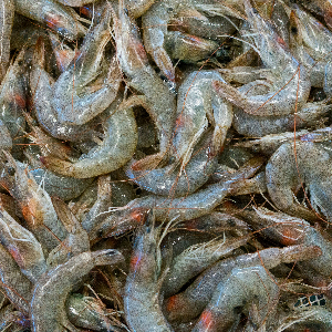 several shrimp