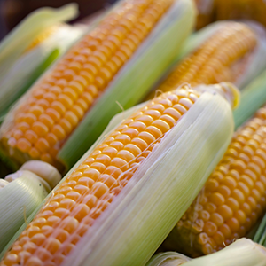 several ears of corn