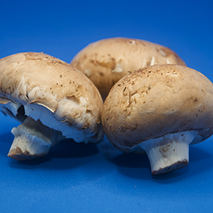 three button mushrooms