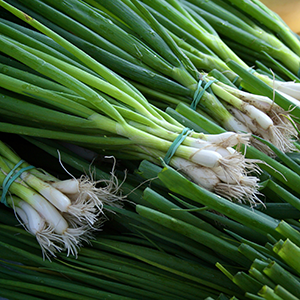 several bundles of scallions